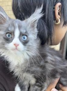 Blue eyed blue blotched tabby Maine Coon Boy - Maine Coon Kitten For Sale - Chicago, IL, US Blue eyed blue blotched tabby Maine Coon Boy - Maine Coon Kitten For Sale - Chicago, IL, US