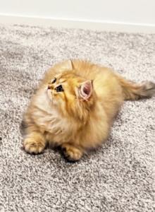 Tom - British Shorthair Kitten For Sale - Manhattan&comma; NY&comma; US