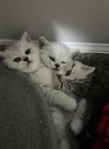 Scottish Straight - Scottish Straight Kitten For Sale - Charlotte, NC, US Scottish Straight - Scottish Straight Kitten For Sale - Charlotte, NC, US