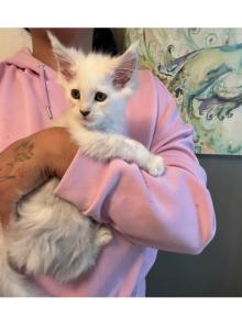 Viserys - Maine Coon Kitten For Sale - Ambridge&comma; PA&comma; US