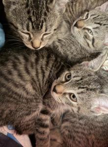Adorable tabby kittens - Domestic Kitten For Sale - Acton&comma; MA&comma; US