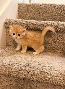 Mira - British Shorthair Kitten For Sale - Smyrna, TN, US Mira - British Shorthair Kitten For Sale - Smyrna, TN, US