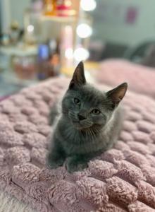 Russian Blue MainCoon - Russian Blue Kitten For Sale - Ozone Park, NY, US Russian Blue MainCoon - Russian Blue Kitten For Sale - Ozone Park, NY, US