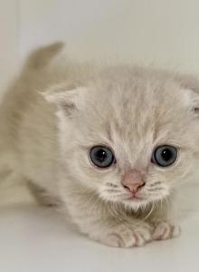 Camilla babies - Minuet Kitten For Sale - Townville&comma; SC&comma; US