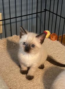 Sammie - Siamese Kitten For Sale - Wilmington, OH, US Sammie - Siamese Kitten For Sale - Wilmington, OH, US