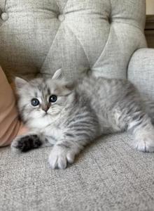 Bella - Siberian Kitten For Sale - Gilberts&comma; IL&comma; US