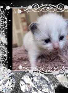 1 RESERVED 1 AVAILABLE Kats Ravishing Ragdolls - Ragdoll Kitten For Sale - Lancaster&comma; PA&comma; US