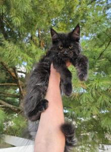Mira and Gus - Maine Coon Kitten For Sale - Vanzant&comma; MO&comma; US