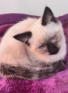 Pookah - Siamese Kitten For Adoption - Staten Island, NY, US Pookah - Siamese Kitten For Adoption - Staten Island, NY, US