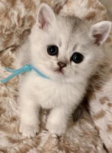 Everly - British Shorthair Kitten For Sale - OR&comma; US