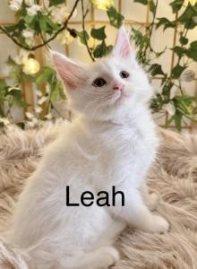 Leah - Maine Coon Kitten For Sale - KS&comma; US