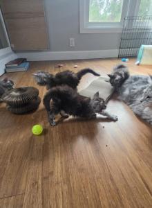 Cinderellas Helpers - Maine Coon Kitten For Sale - Longview&comma; WA&comma; US