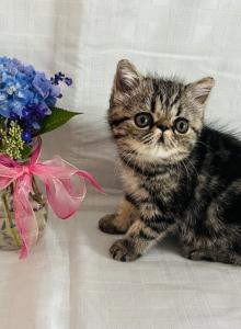 Exotic Short Haired Kittens - Exotic Kitten For Sale - Boston&comma; MA&comma; US