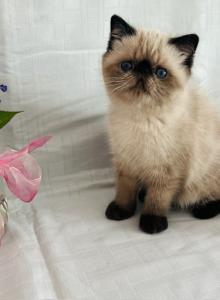 Exotic Short Haired Kittens - Exotic Kitten For Sale - Boston, MA, US Exotic Short Haired Kittens - Exotic Kitten For Sale - Boston, MA, US
