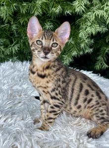 Sharky - Savannah Kitten For Sale - Bradenton, FL, US Sharky - Savannah Kitten For Sale - Bradenton, FL, US