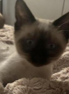 Male Siamese Seal Point Kitten - Siamese Kitten For Sale - Louisville&comma; KY&comma; US