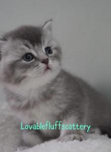 Cosmo - Scottish Straight Kitten For Sale - Henderson&comma; NV&comma; US