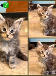 Dark Green collar - Maine Coon Kitten For Sale - La Porte&comma; IN&comma; US