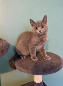 LILLY & LEO - Scottish Straight Kitten For Sale - Morristown&comma; NJ&comma; US