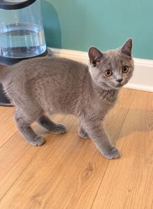 LILLY & LEO - Scottish Straight Kitten For Sale - Philadelphia&comma; PA&comma; US