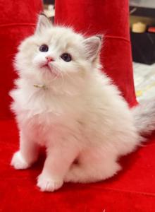 Hebe - Ragdoll Kitten For Sale - Monrovia&comma; CA&comma; US