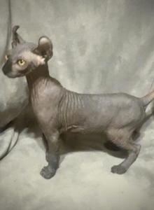 Elf ear Gray Blue male gold eyes - Sphynx Kitten For Sale - Sand Springs&comma; OK&comma; US
