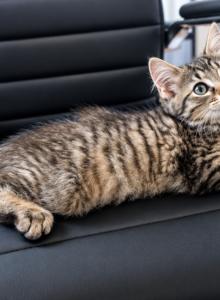 Percy - American Shorthair Kitten For Sale - Cordova&comma; TN&comma; US