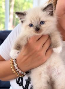 Snow - Ragdoll Kitten For Sale - Enfield, CT, US Snow - Ragdoll Kitten For Sale - Enfield, CT, US
