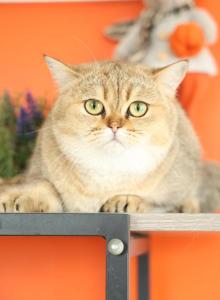 Glow - Scottish Straight Cat For Sale - Levittown&comma; PA&comma; US