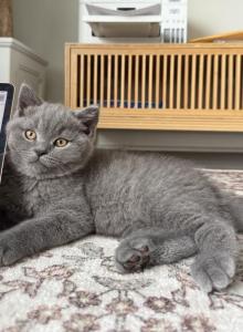 BSH little boy - British Shorthair Kitten For Sale - Phila&comma; PA&comma; US