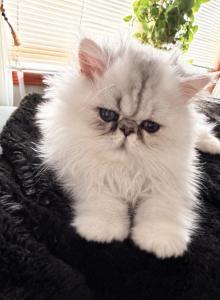 Persian Male & Female Available - Persian Kitten For Sale - Byron, MN, US Persian Male & Female Available - Persian Kitten For Sale - Byron, MN, US