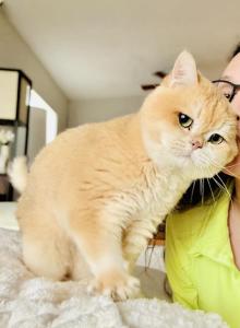 Humba - British Shorthair Cat For Adoption - Lakeland, FL, US Humba - British Shorthair Cat For Adoption - Lakeland, FL, US