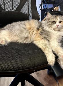 Female Smoke Tortie Bicolor - Maine Coon Cat For Adoption - Marlborough, MA, US Female Smoke Tortie Bicolor - Maine Coon Cat For Adoption - Marlborough, MA, US