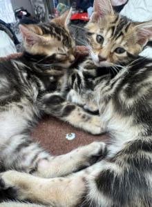 Haus of Bengals - Bengal Kitten For Sale - Galloway, NJ, US Haus of Bengals - Bengal Kitten For Sale - Galloway, NJ, US