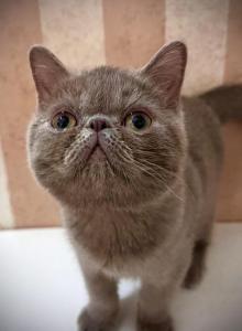 CFA Exotic Shorthair Lilac Male - Exotic Kitten For Sale - TX&comma; US