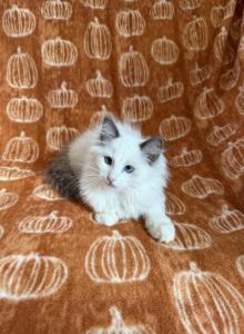 TICA Blue Bicolor Boy Brooks - Ragdoll Kitten For Sale - IL, US TICA Blue Bicolor Boy Brooks - Ragdoll Kitten For Sale - IL, US