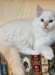 Flame mitted - Ragdoll Kitten For Sale - Farmville, VA, US Flame mitted - Ragdoll Kitten For Sale - Farmville, VA, US