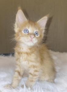 DIESEL RED SOLID - Maine Coon Kitten For Sale - VA, US DIESEL RED SOLID - Maine Coon Kitten For Sale - VA, US