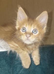 DIESEL  RED SOLID - Maine Coon Kitten For Sale - VA&comma; US