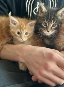 Polydactyl Maine coon - Maine Coon Kitten For Sale - Co Spgs, CO, US Polydactyl Maine coon - Maine Coon Kitten For Sale - Co Spgs, CO, US