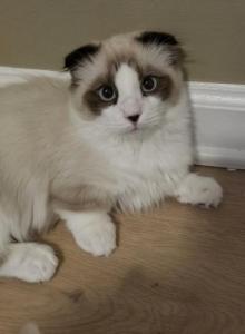 Cleo - Munchkin Kitten For Sale - Kernersville, NC, US Cleo - Munchkin Kitten For Sale - Kernersville, NC, US