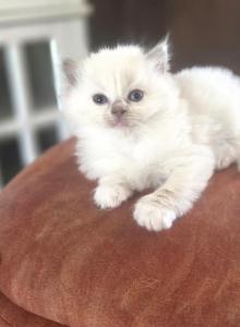 Raggedy Ann - Ragdoll Kitten For Sale - Lexington, PA, US Raggedy Ann - Ragdoll Kitten For Sale - Lexington, PA, US