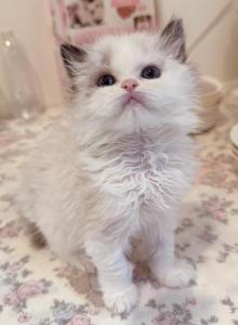Tiffany - Ragdoll Kitten For Sale - Riverside, CA, US Tiffany - Ragdoll Kitten For Sale - Riverside, CA, US