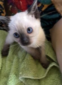 Snows Siamese Seal Points - Siamese Kitten For Sale - Moneta&comma; VA&comma; US