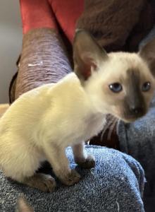 Siamese Chocolate points - Siamese Kitten For Sale - Moneta, VA, US Siamese Chocolate points - Siamese Kitten For Sale - Moneta, VA, US