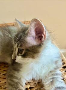 Fluffy - Maine Coon Kitten For Sale - GA, US Fluffy - Maine Coon Kitten For Sale - GA, US