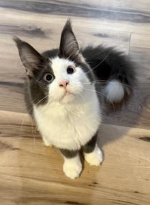 June - Maine Coon Kitten For Sale - Wooster, OH, US June - Maine Coon Kitten For Sale - Wooster, OH, US