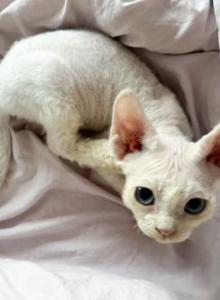 SNOW - Devon Rex Kitten For Sale - Arcadia, CA, US SNOW - Devon Rex Kitten For Sale - Arcadia, CA, US