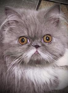 Gorgeous Lilac Tux LH Exotic - Exotic Kitten For Sale - TX&comma; US