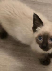 siamese kittens - Siamese Kitten For Sale - Deer Park, IL, US siamese kittens - Siamese Kitten For Sale - Deer Park, IL, US